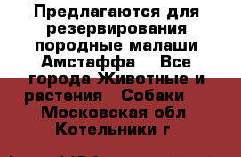 Предлагаются для резервирования породные малаши Амстаффа  - Все города Животные и растения » Собаки   . Московская обл.,Котельники г.